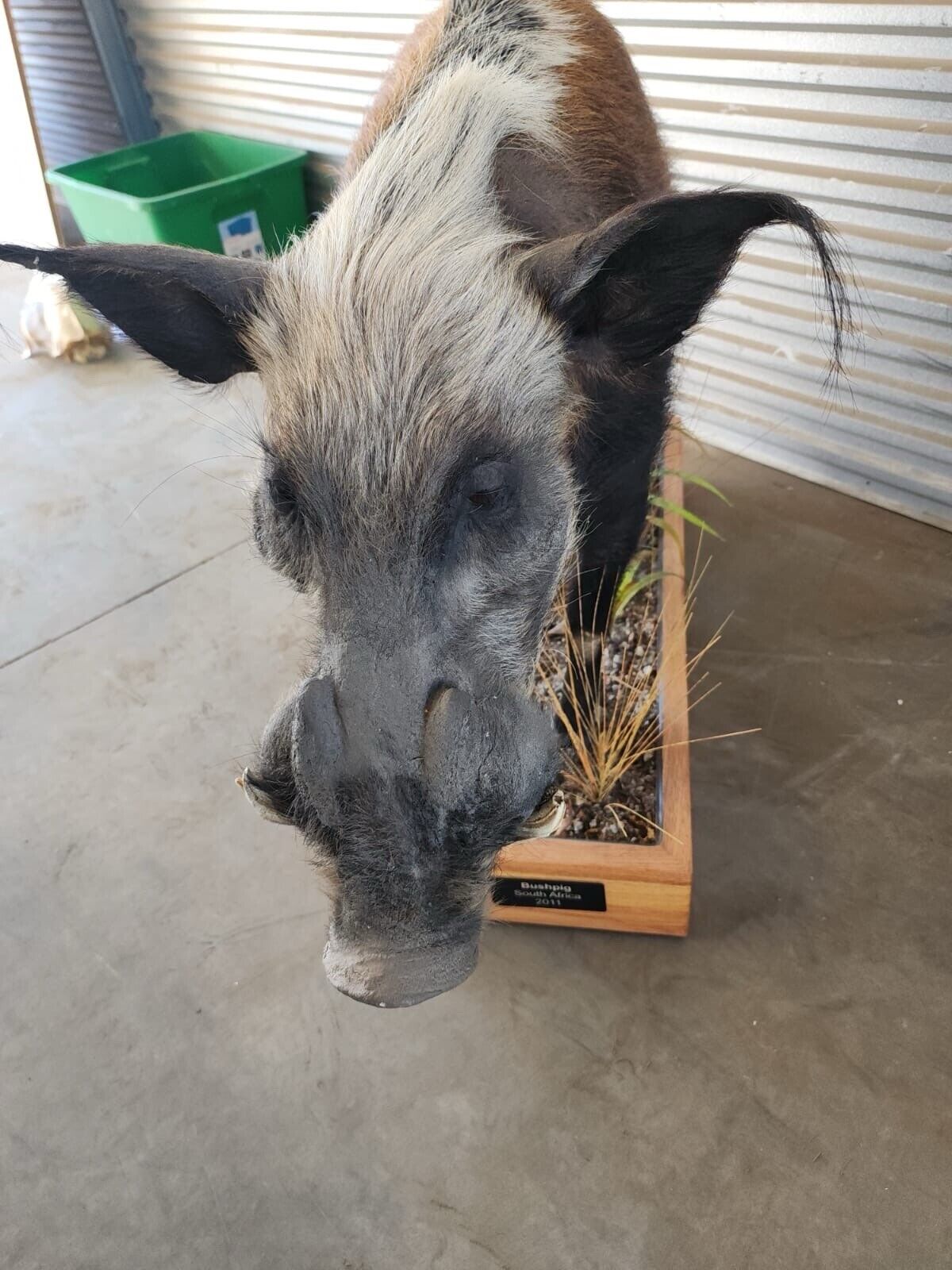 FH136-African Bush Pig Full Body Taxidermy Mount