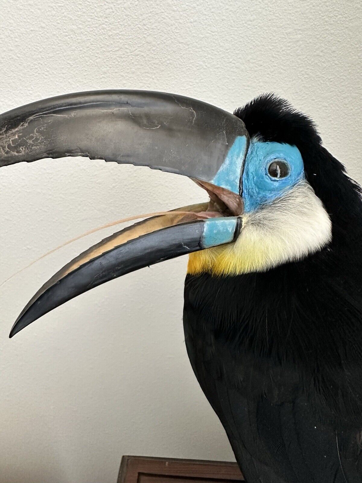 Museum Quality channel-billed toucan (Ramphastos vitellinus) Toc2