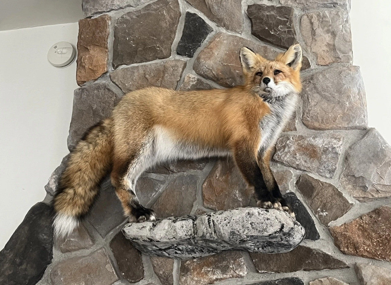 Red Fox Taxidermy Full Body Mount Cabin Camp Man Cave Home Office Den Decor NEW!