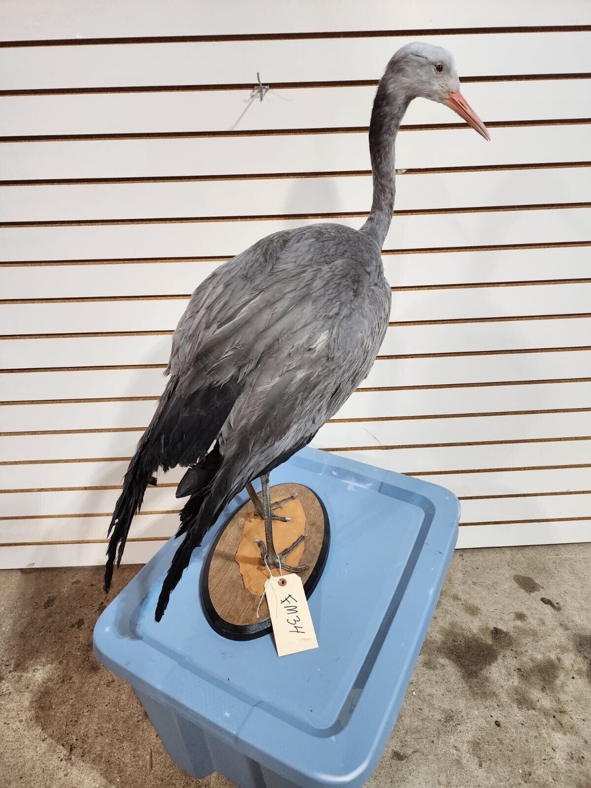 FH177-Stanley Crane The blue crane (Grus paradisea) Full Body Bird Taxidermy