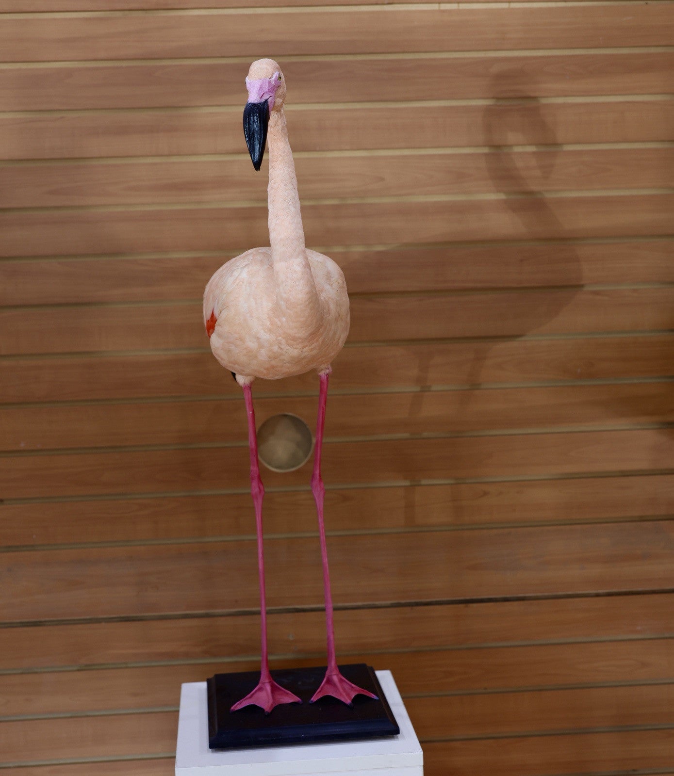 Flamingo-4 Museum quality Chilean flamingo Taxidermy mount