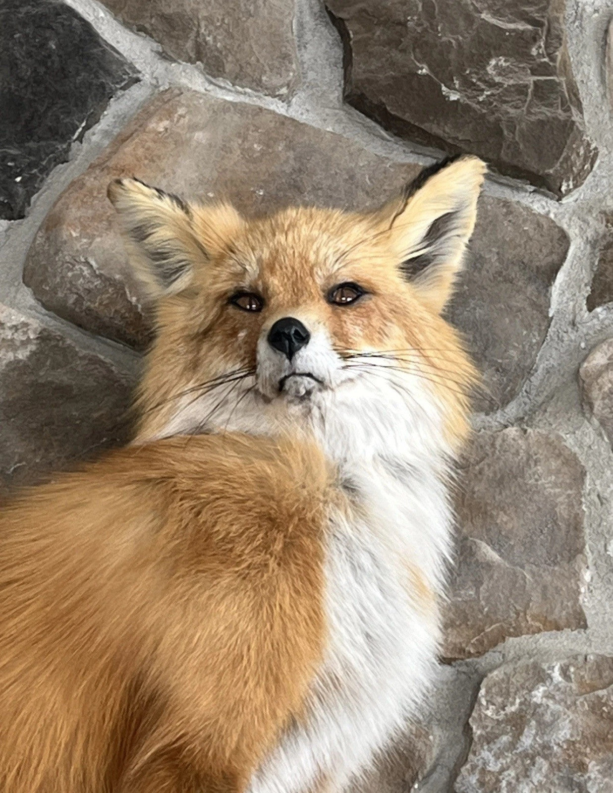Red Fox Taxidermy Full Body Mount Cabin Camp Man Cave Home Office Den Decor NEW!