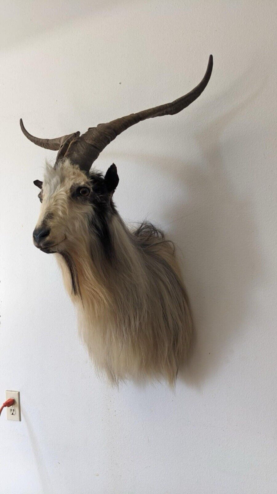 Real Beautiful Spanish Goat Taxidermy Mount