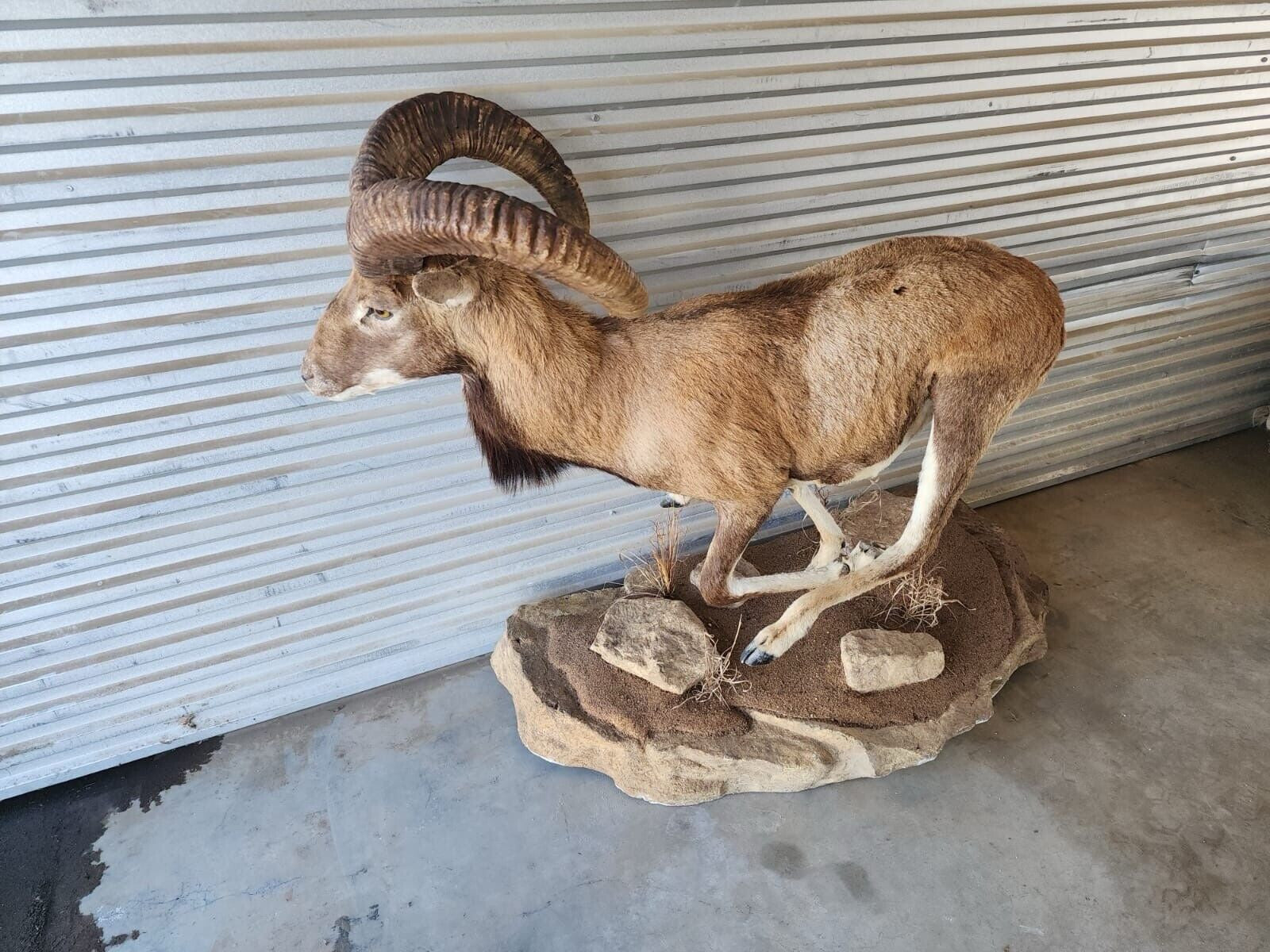 FH138-Red Sheep Full Body Taxidermy Mount Beautiful Running Pose