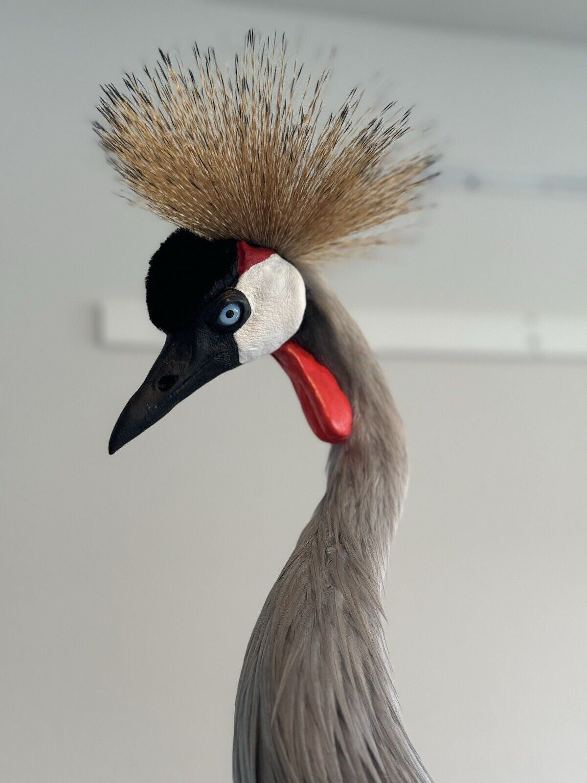 FH159-Museum Quality GREY-CROWNED CRANE TAXIDERMY BIRD MOUNT Beautiful Feathers