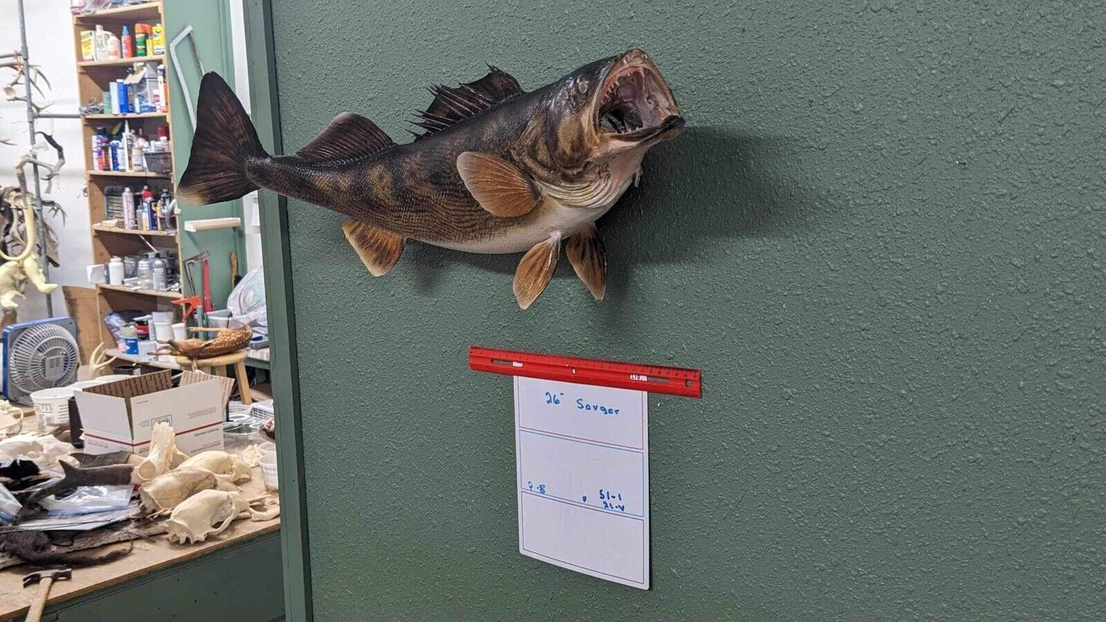 Beautiful Real Skin 26” Large Sauger Taxidermy Wall Mount Art Wildlife