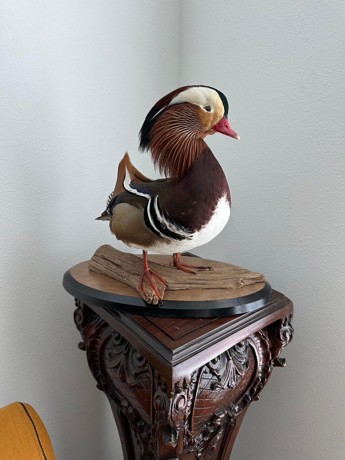 Museum Quality Mandarin Duck taxidermy mount Sku FA1911