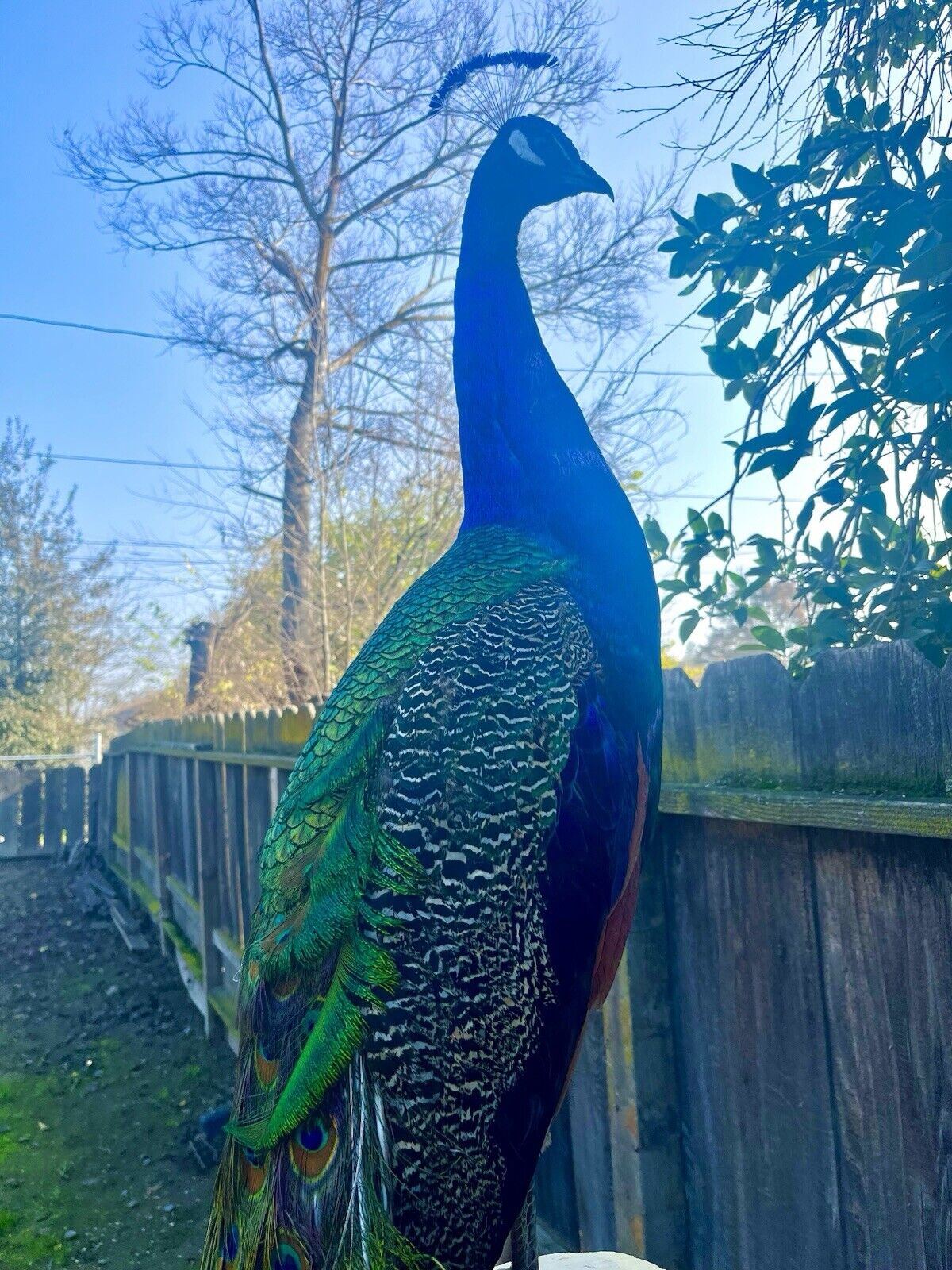 India Blue Real PEACOCK Taxidermy Mount museum quality