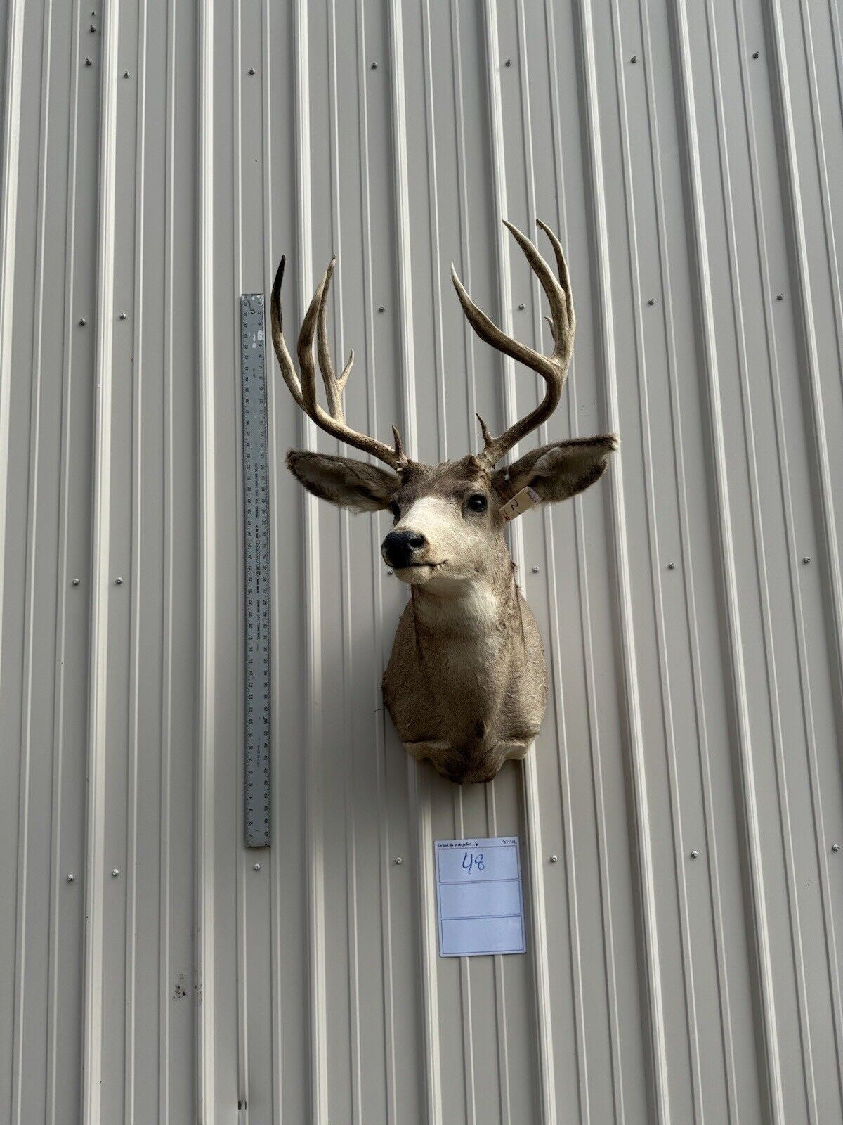 Whitetail Deer Real Antler Deer Taxidermy Mount