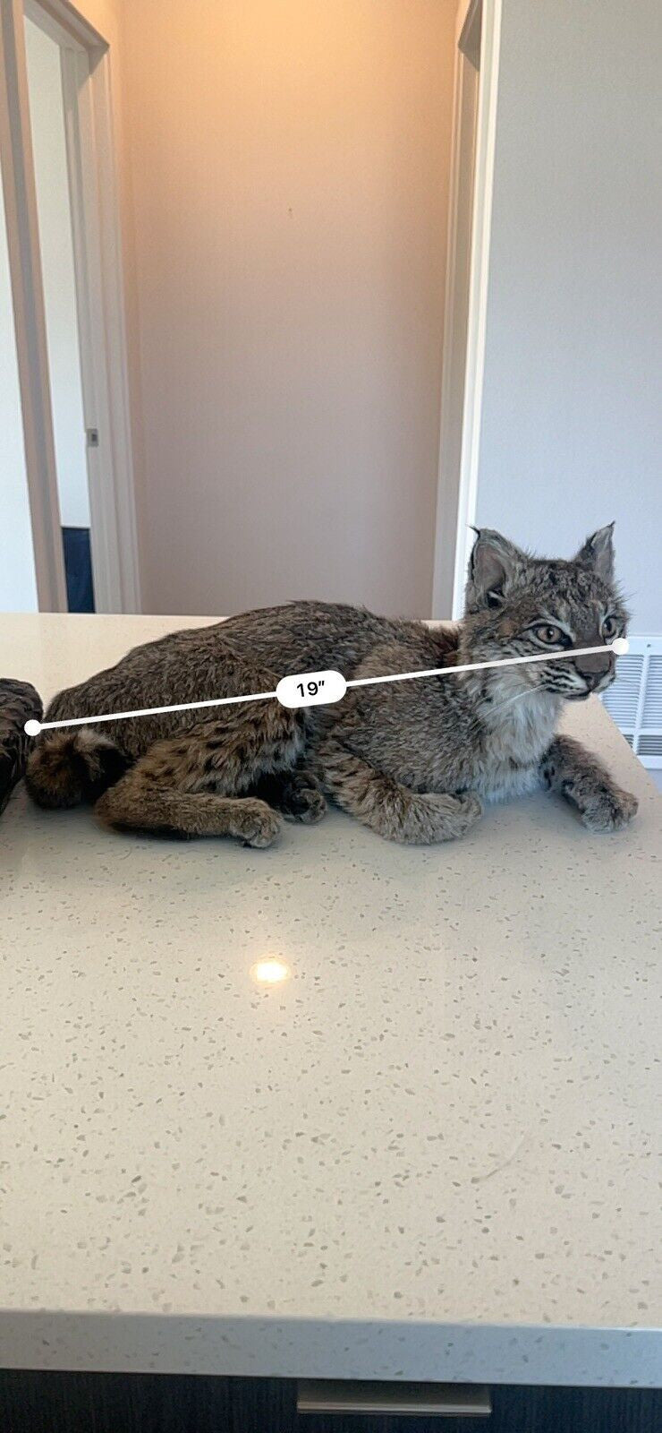 beautiful Juvenile real bobcat taxidermy mount museum quality