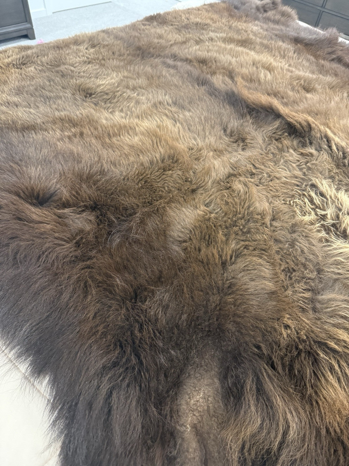Prime Real Buffalo / Bison Fresh Taxidermy Rug Hide-buff10