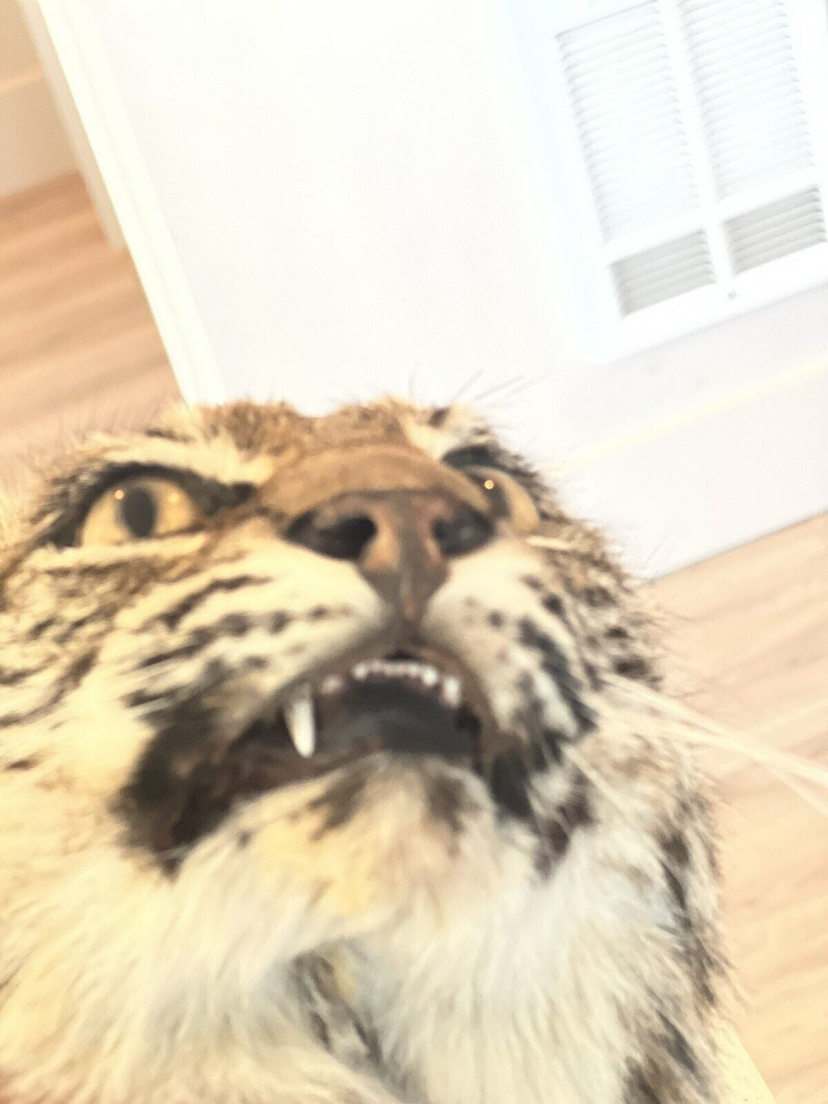 beautiful Juvenile real bobcat taxidermy mount museum quality