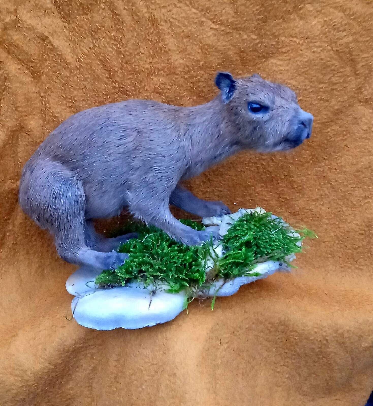 FH131-Capybara Full Body Mount Taxidermy