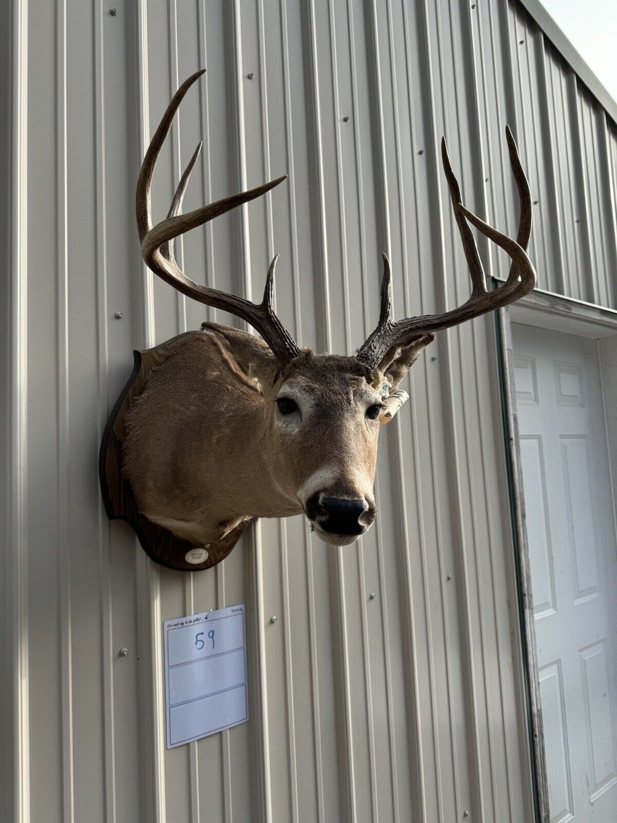 Whitetail Deer Real Antler Deer Taxidermy Mount