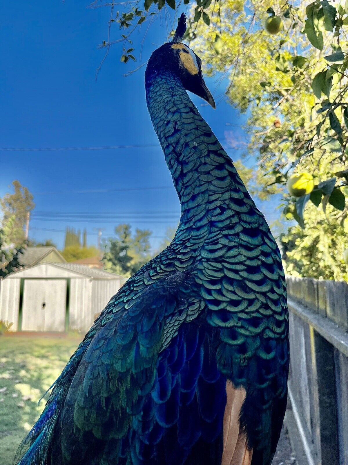 Museum quality ultra rare Java PEACOCK Taxidermy Mount