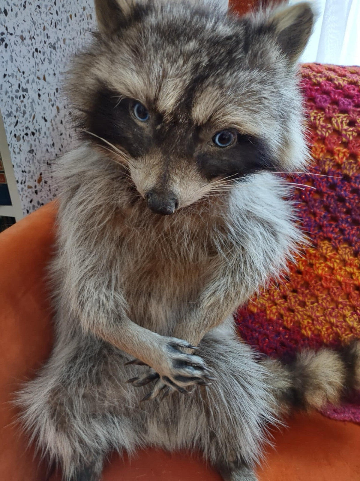 Cute Raccoon Taxidermy Mount