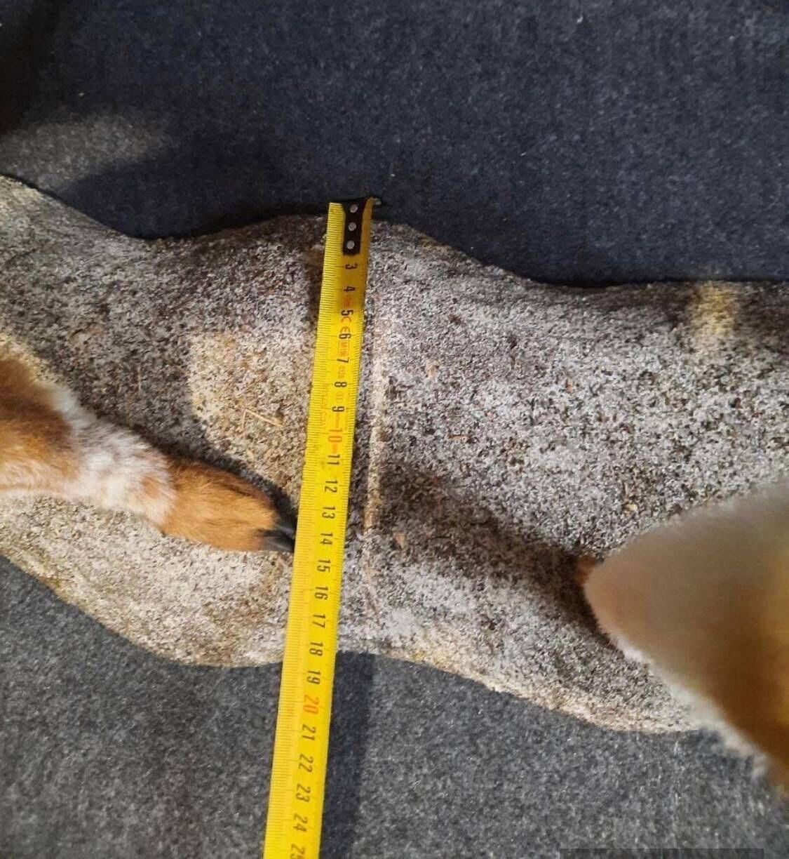 FH154-Museum Quality Baby Llama Taxidermy Full Body Mount Lifesize