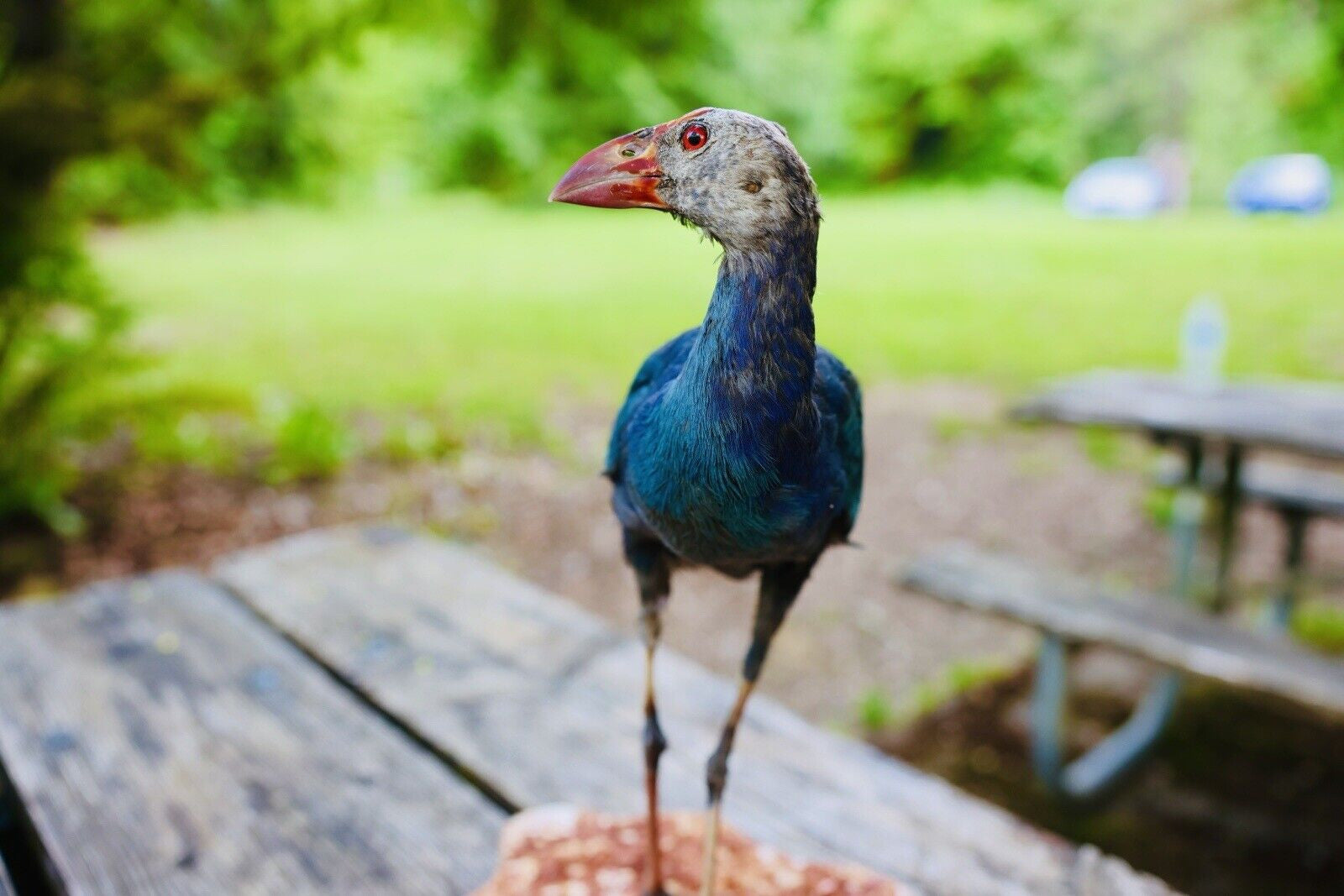 HA47 Grey Headed Swamphen (Porphyrio Poliocephalus) Bird Mount Taxidermy
