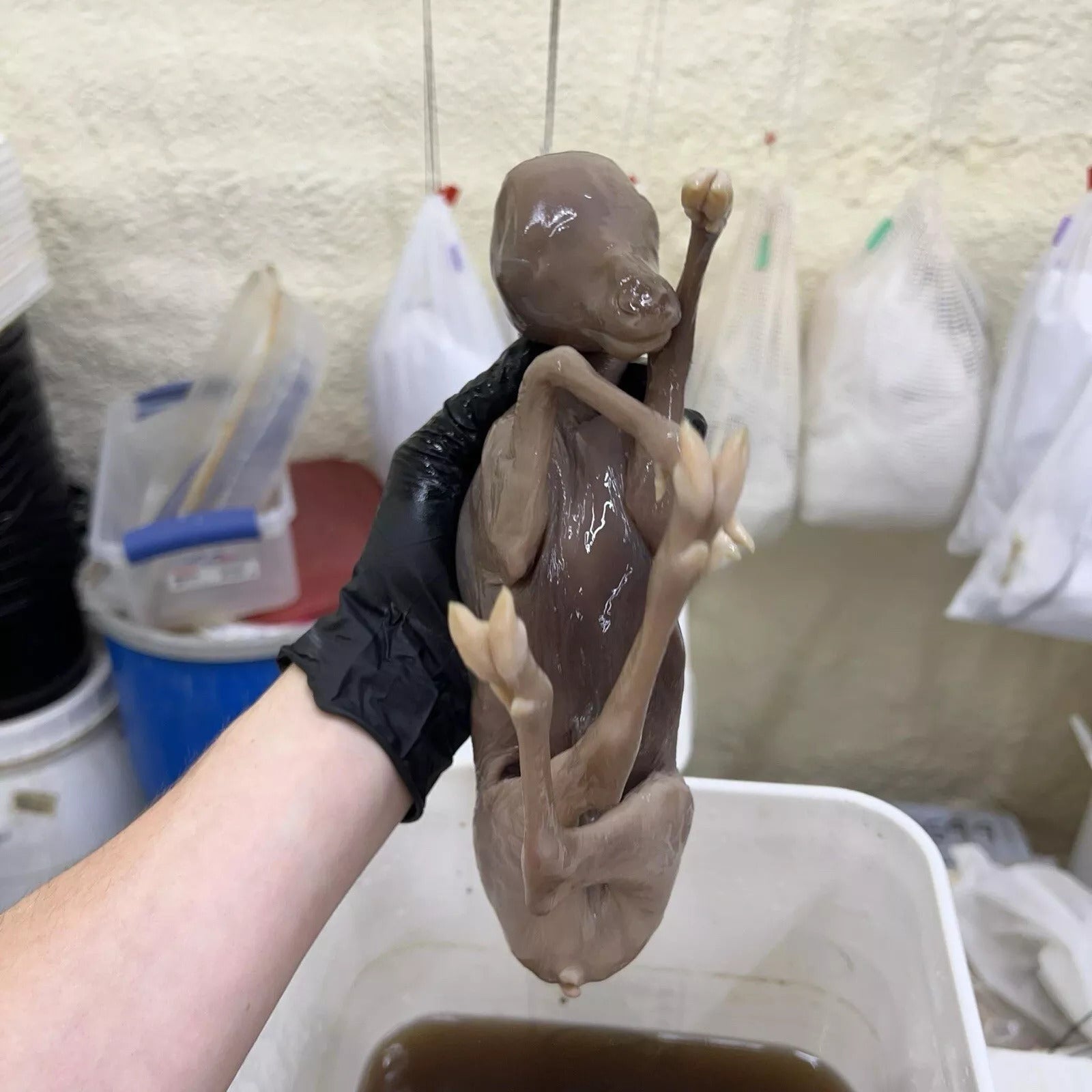 Baby Elk Wet Specimen Taxidermy Mount