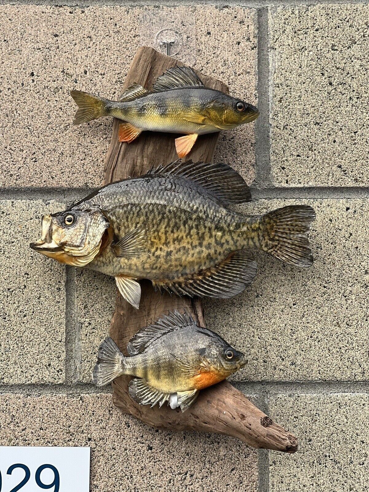 Real Skin Beautiful Sunfish Crappie Perch Fish Taxidermy Wall Mount