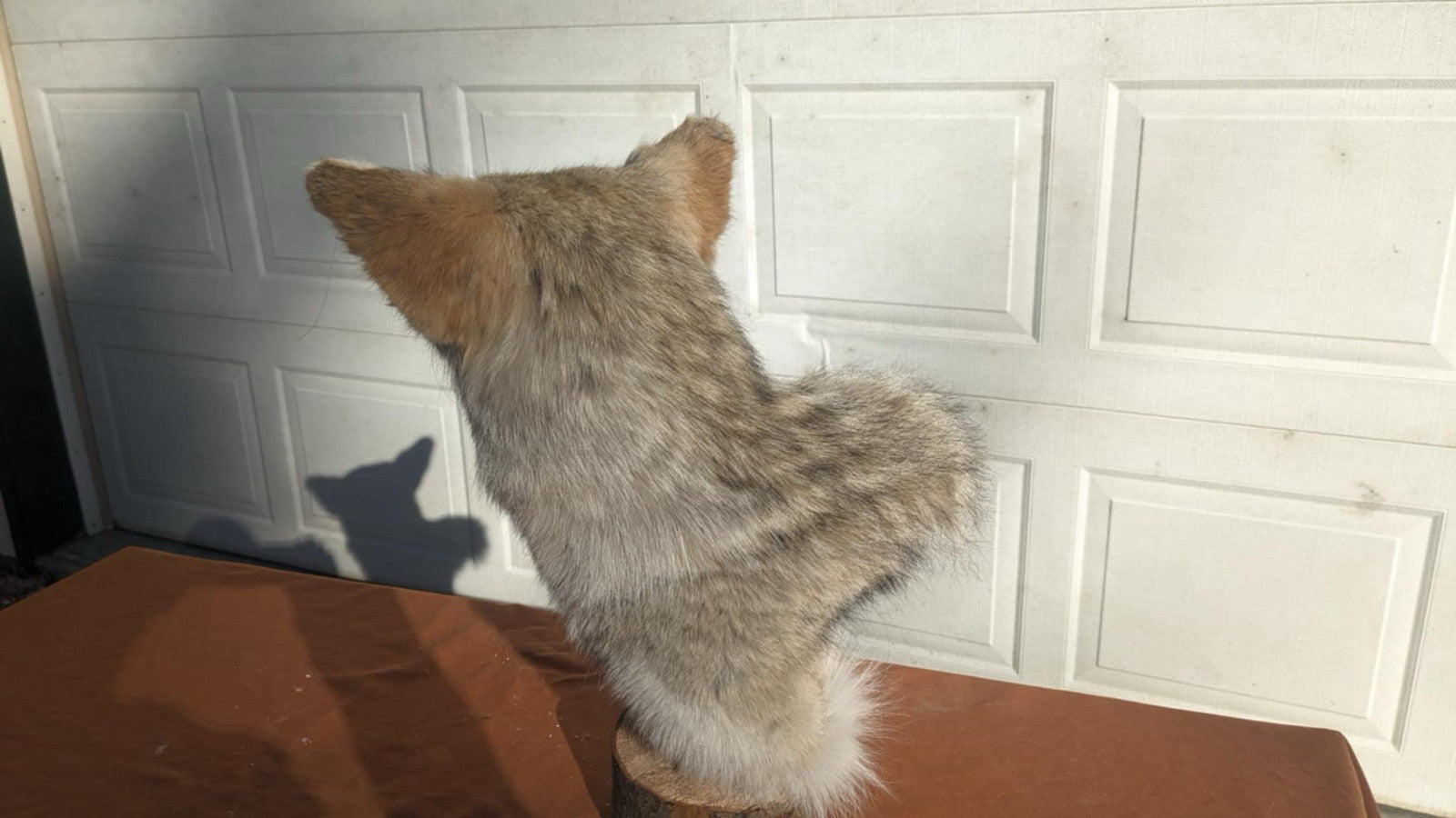 New Coyote Pedestal Taxidermy Mount