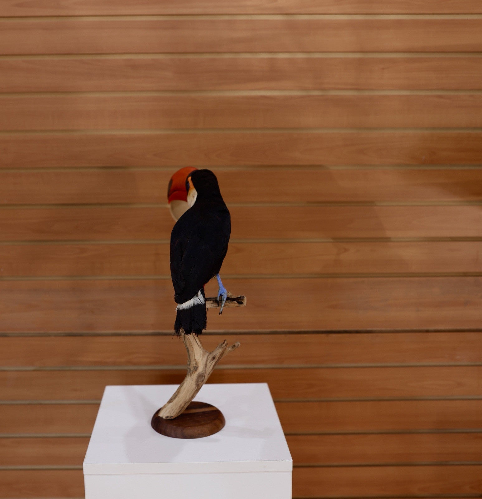 Museum Quality Toco Toucan Taxidermy Mount Toco23