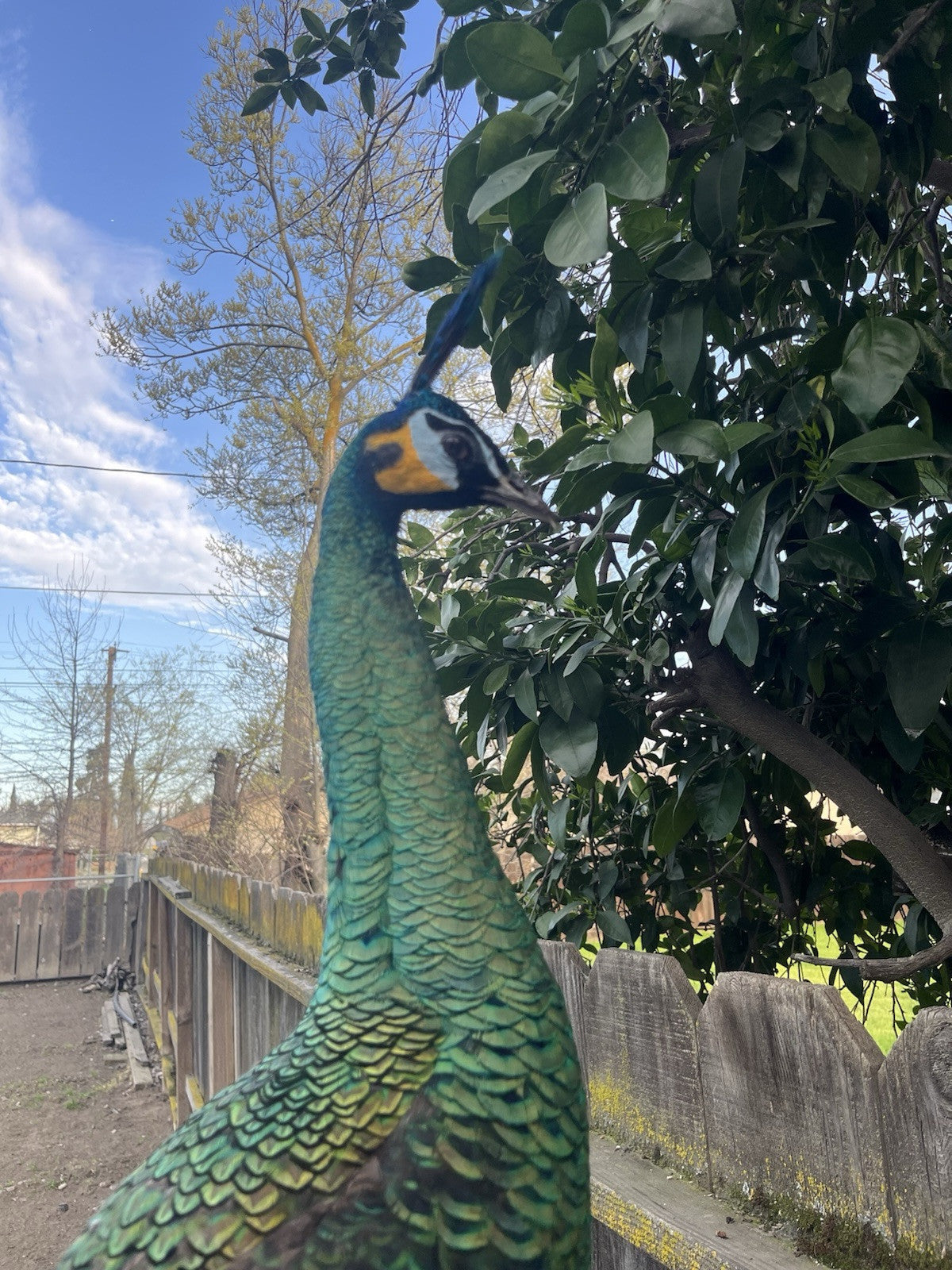 Real Java PEACOCK Taxidermy Mount museum quality Facing Right