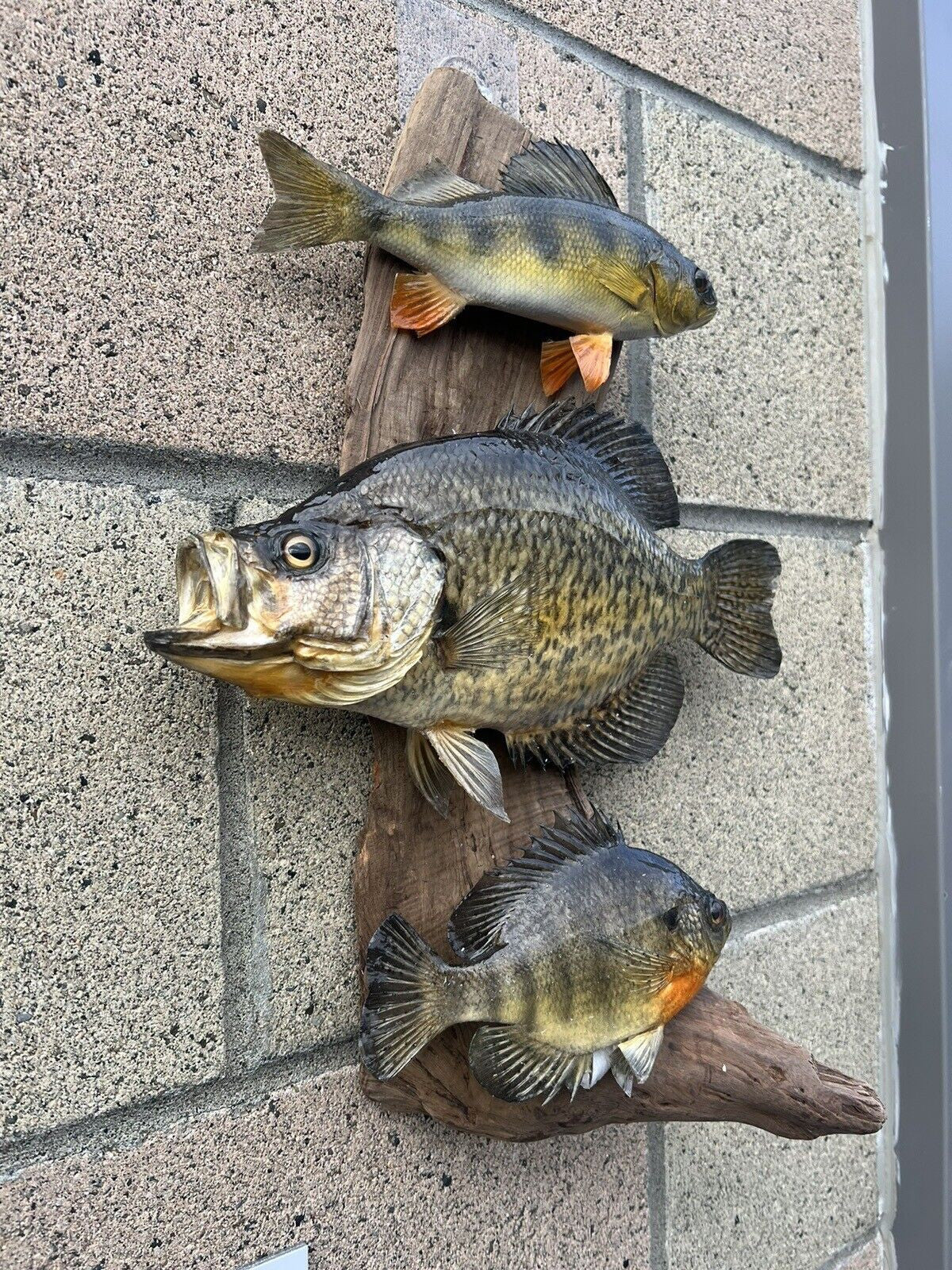 Beautiful Sunfish Crappie Perch Fish Taxidermy Wall Mount Art Wildlife