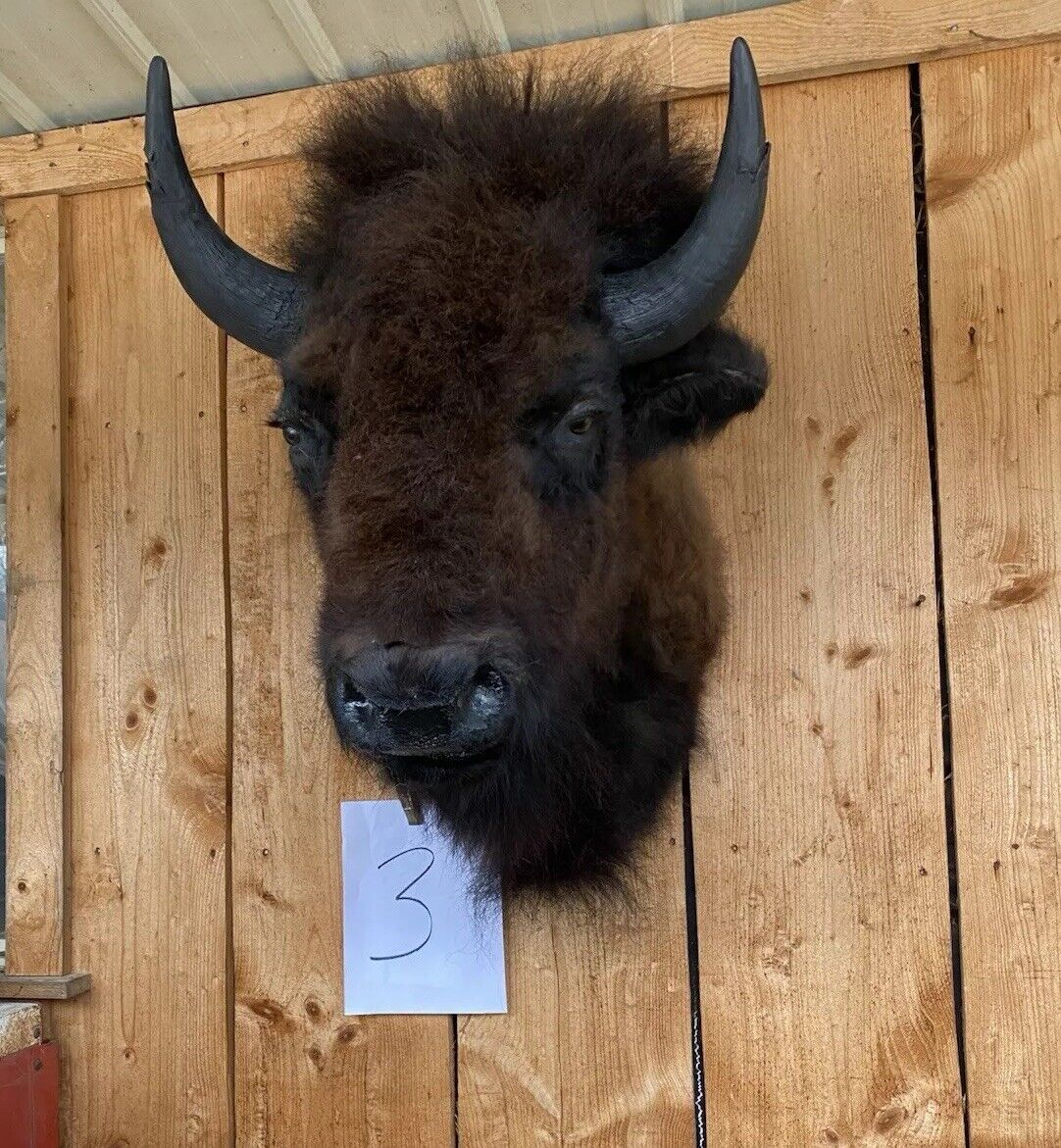 Real Bull Buffalo / Bison Shoulder Taxidermy Mount (you Get Exact One Pictured)