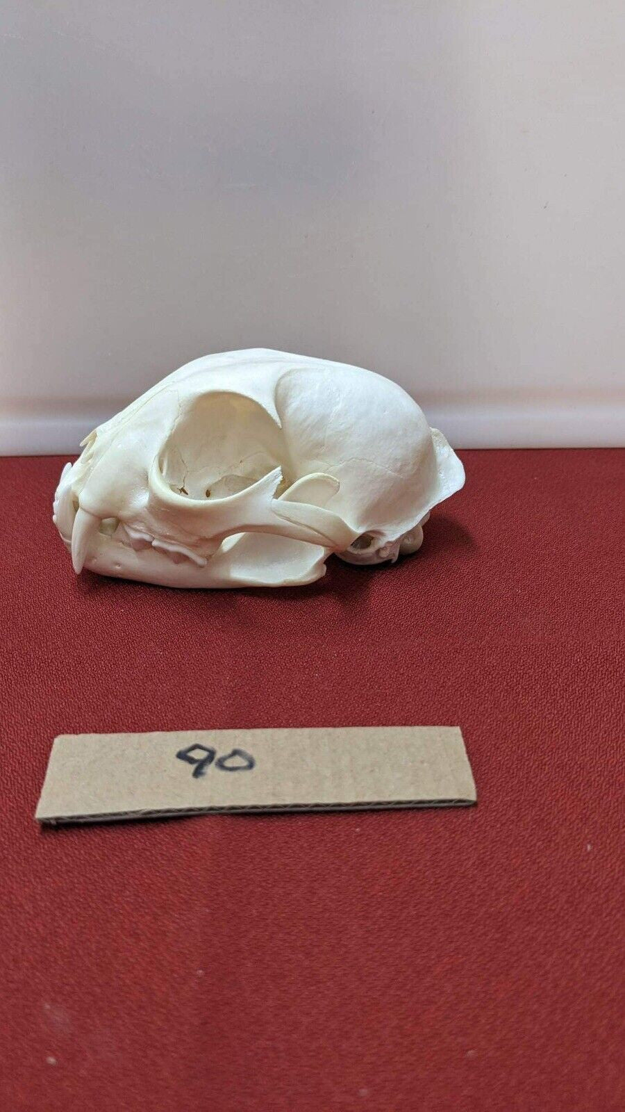 Real XL Alaskan Lynx Skull Animal Mounts Christmas Gifts Man Cave Decor Craft