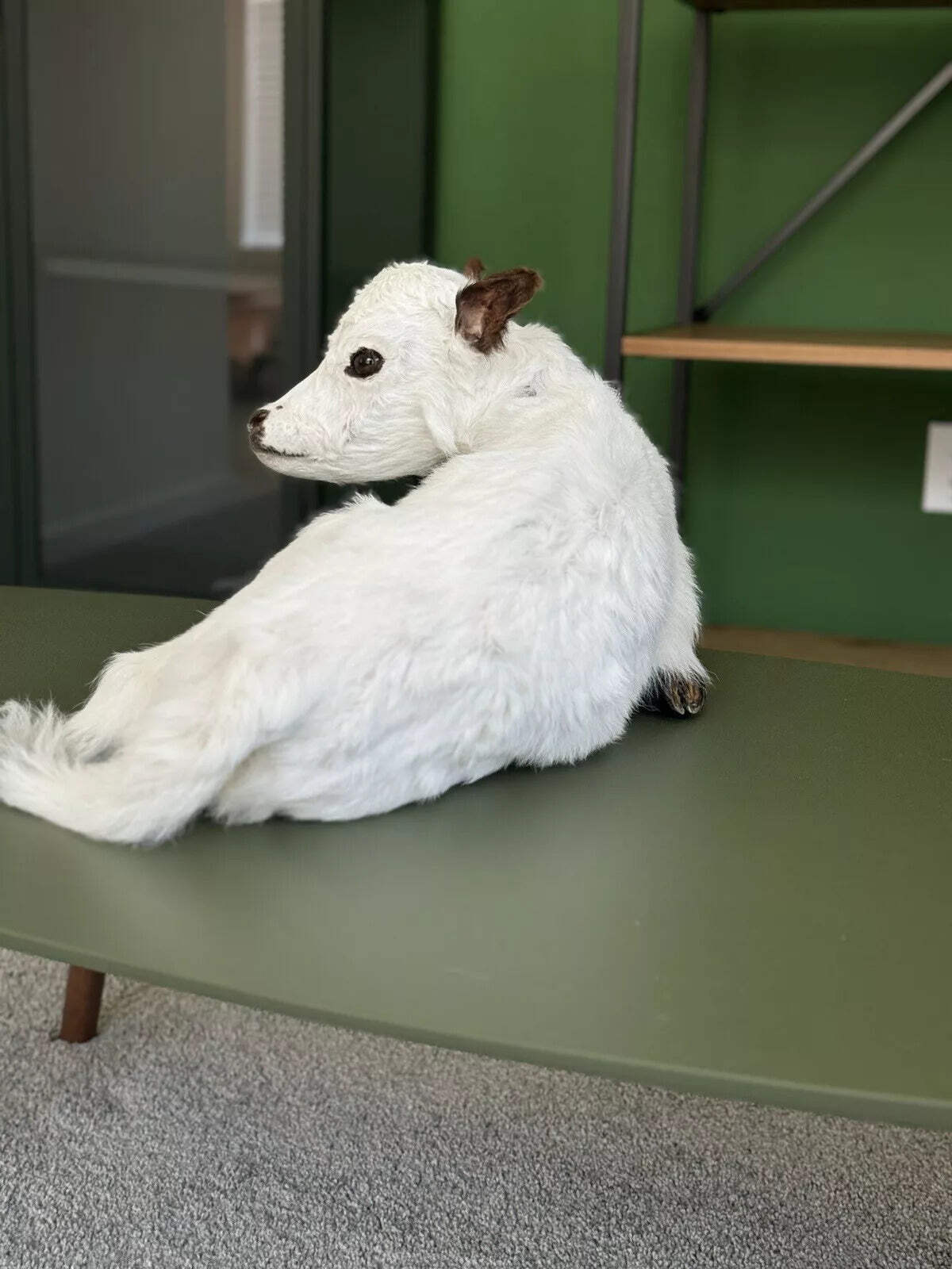 FHCOW1 - Baby British White Beef Calf Full Body Taxidermy Mount