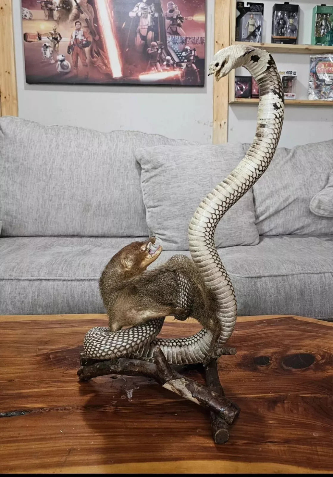 King Cobra & Mongoose Fighting Taxidermy Standing Mounted Hunting Snake