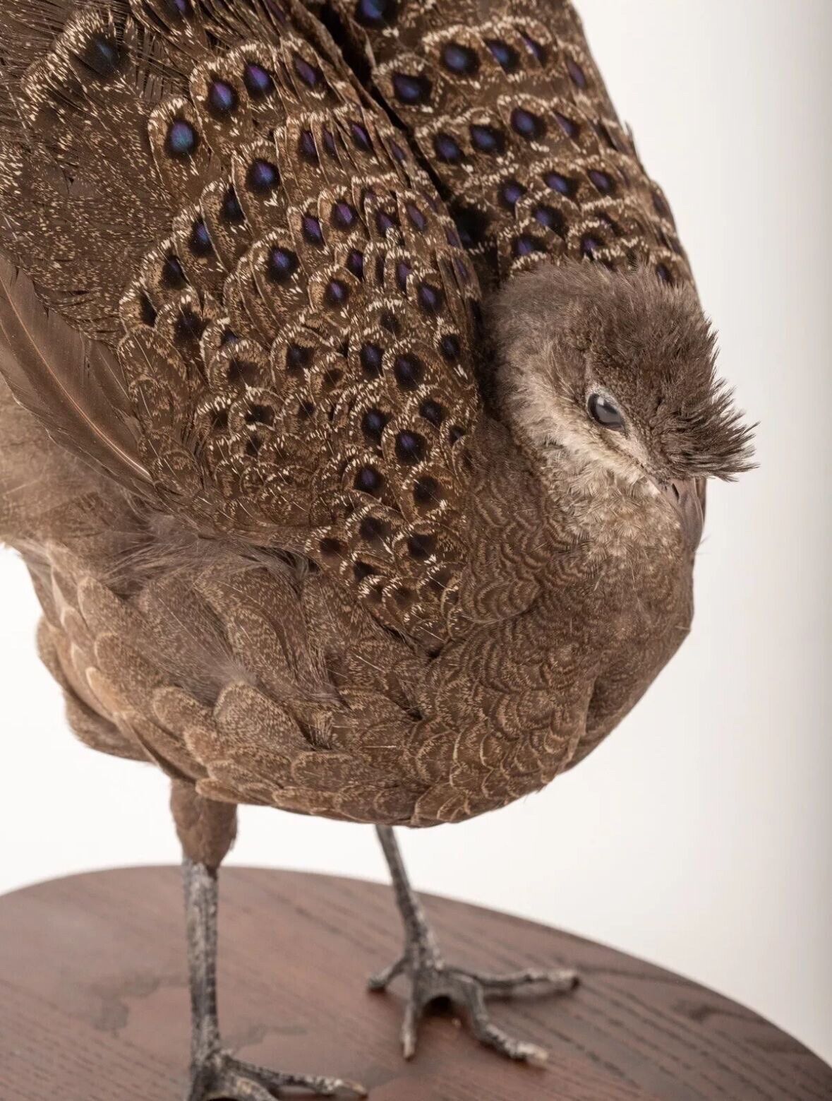FHBird379 - Grey Peacock-Pheasant Taxidermy Stand Mount