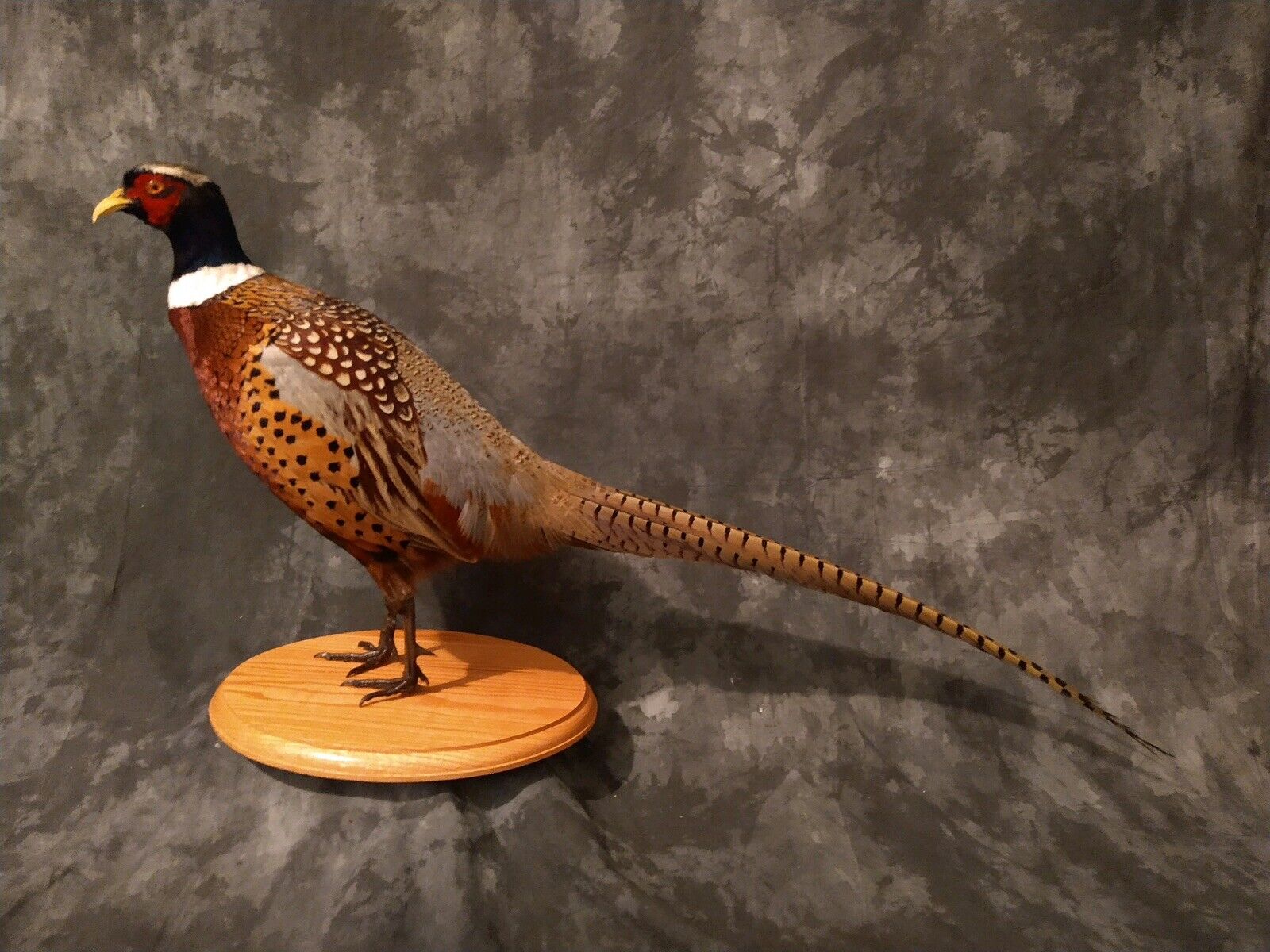 RINGNECK PHEASANT ROOSTER - museum quality - MOUNT - TAXIDERMY