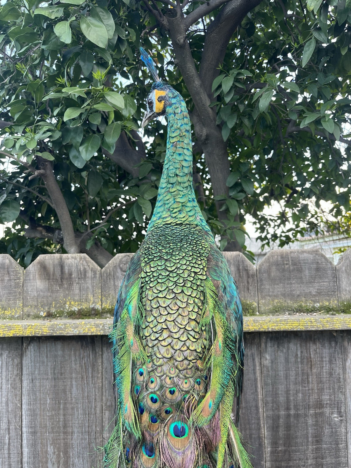FHJOEL1-Real Java PEACOCK Taxidermy Mount museum quality Facing Left