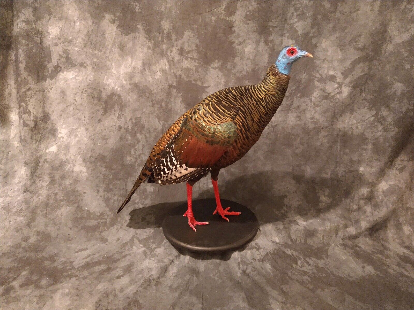 Full Mounted Taxidermy Ocellated Turkey with Custom Base