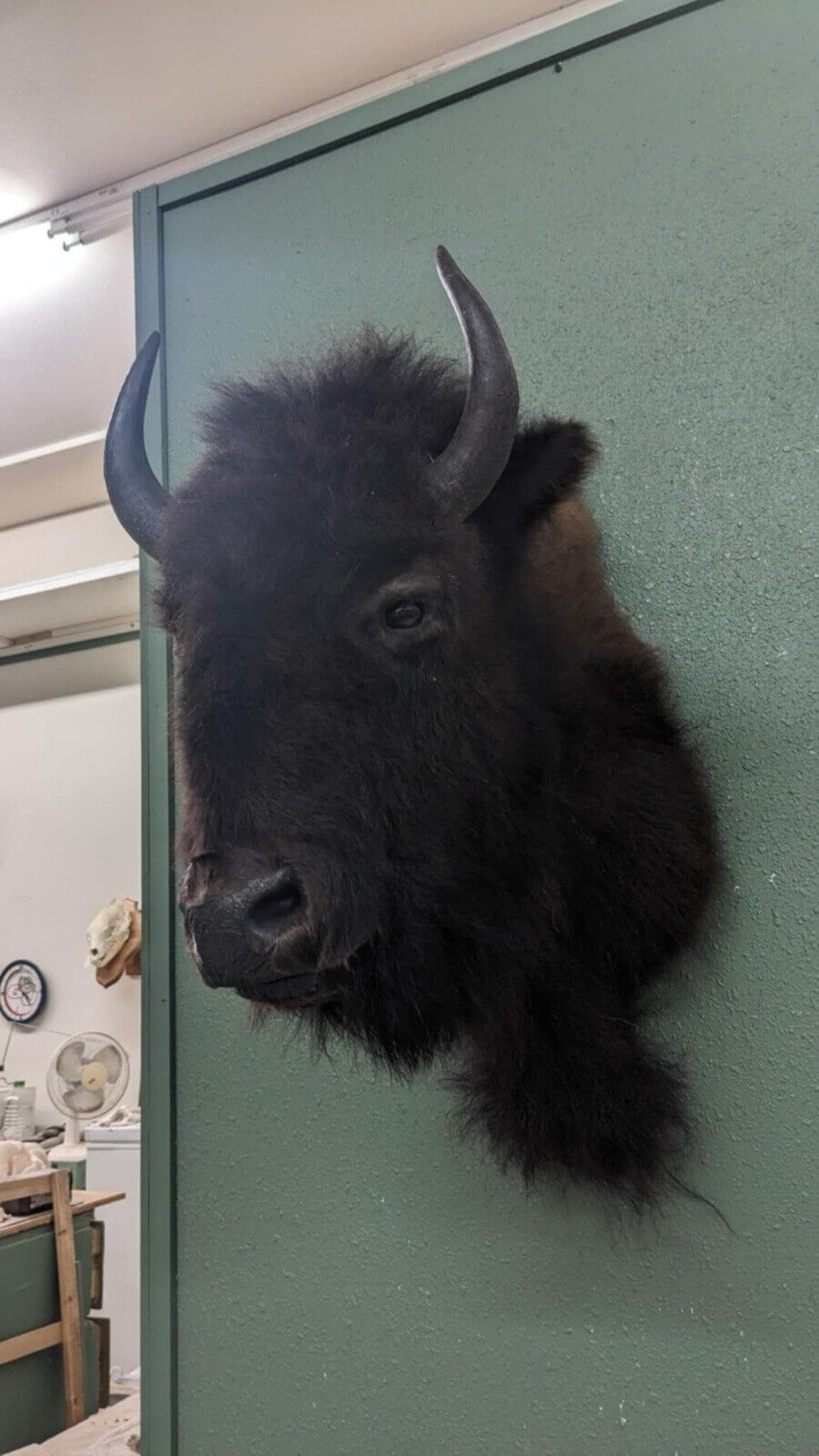 Faux Reproduction Buffalo / Bison Shoulder Taxidermy Mount ) Fa748