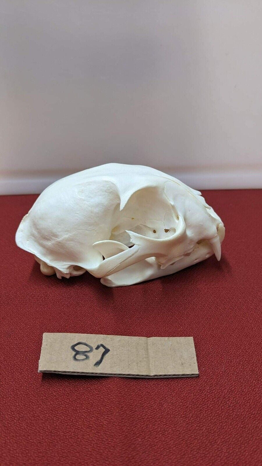 Real XL Alaskan Lynx Skull Animal Mounts Christmas Gifts Man Cave Decor Craft