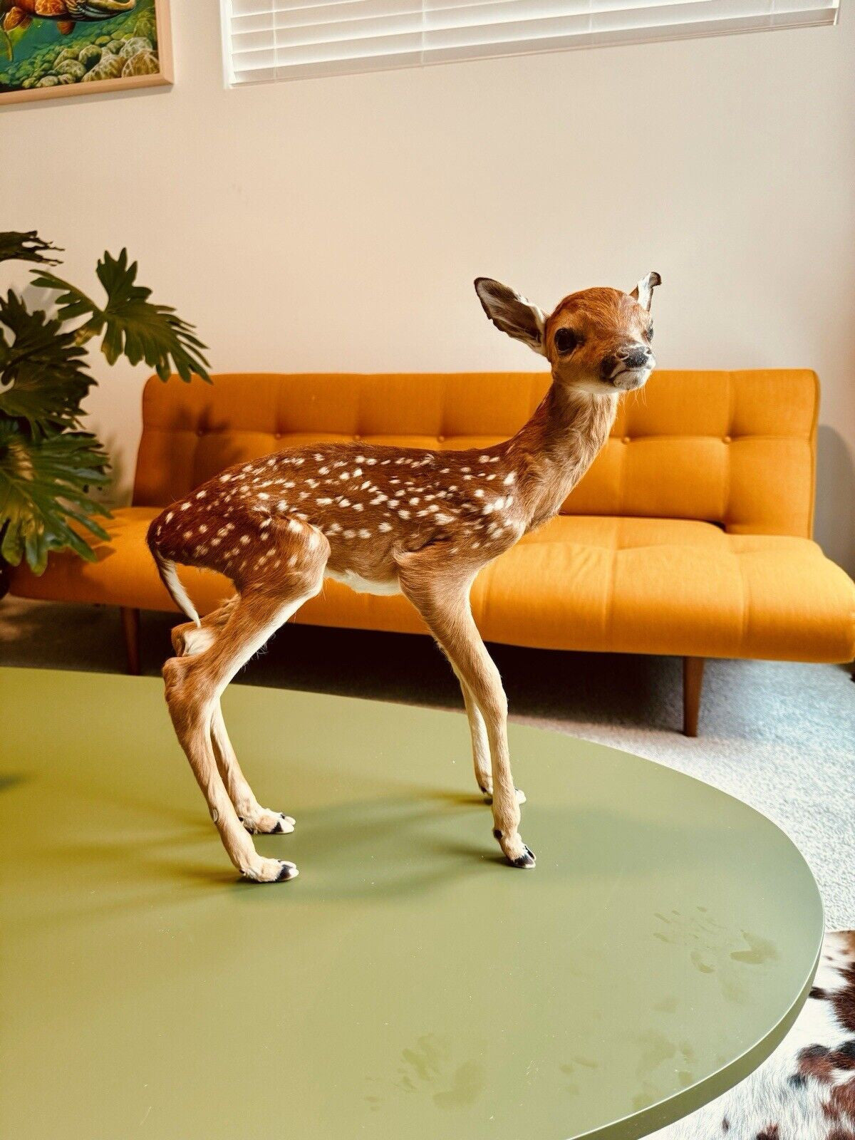 Museum Quality Real Deer Fawn Taxidermy Mount (Odocoileus virginianus)