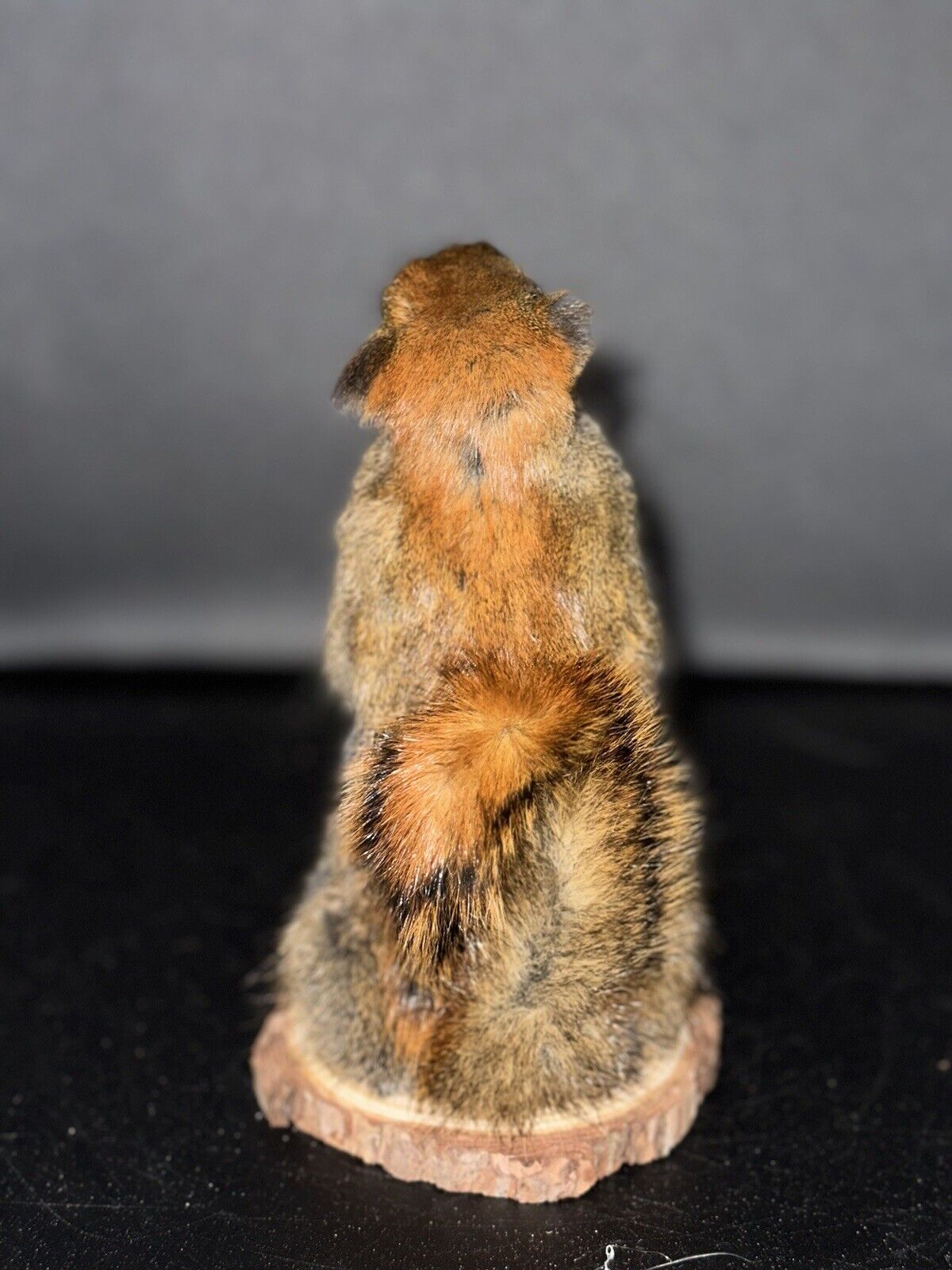 Beautiful Adorable Red Squirrel Small Animal Taxidermy Mount Art Wildlife 21S