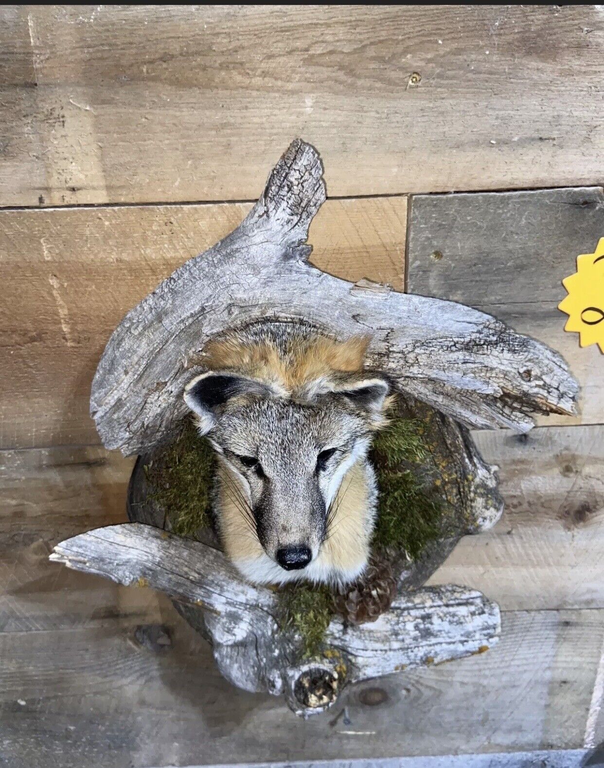 Beautiful Grey Fox Taxidermy Wall Mount In Den