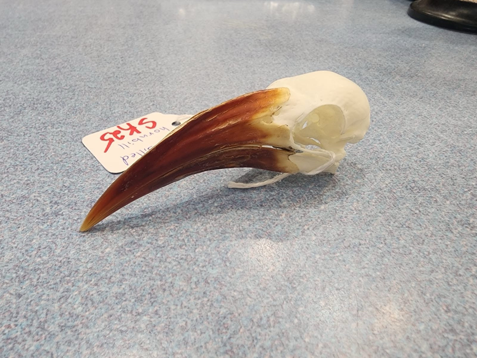 Real African Red-billed Hornbill Bird Skull Taxidermy Sk25