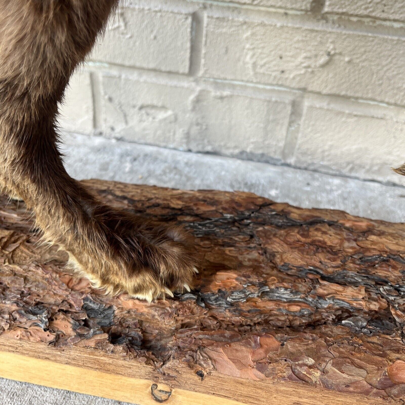 FH183-Taxidermy Red Fox (Full Body) On Pine Log