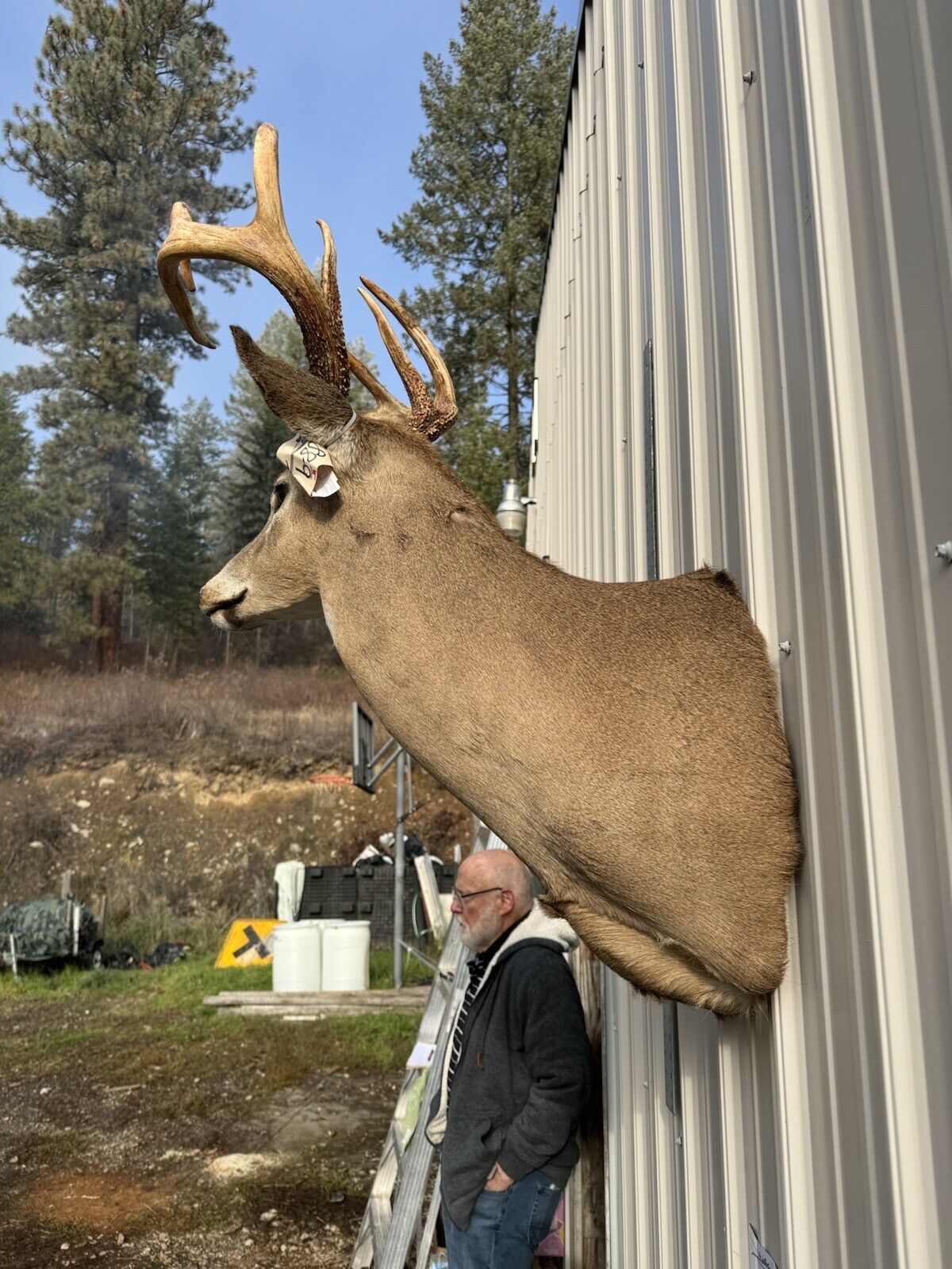 Whitetail Deer Real Antler Deer Taxidermy Mount