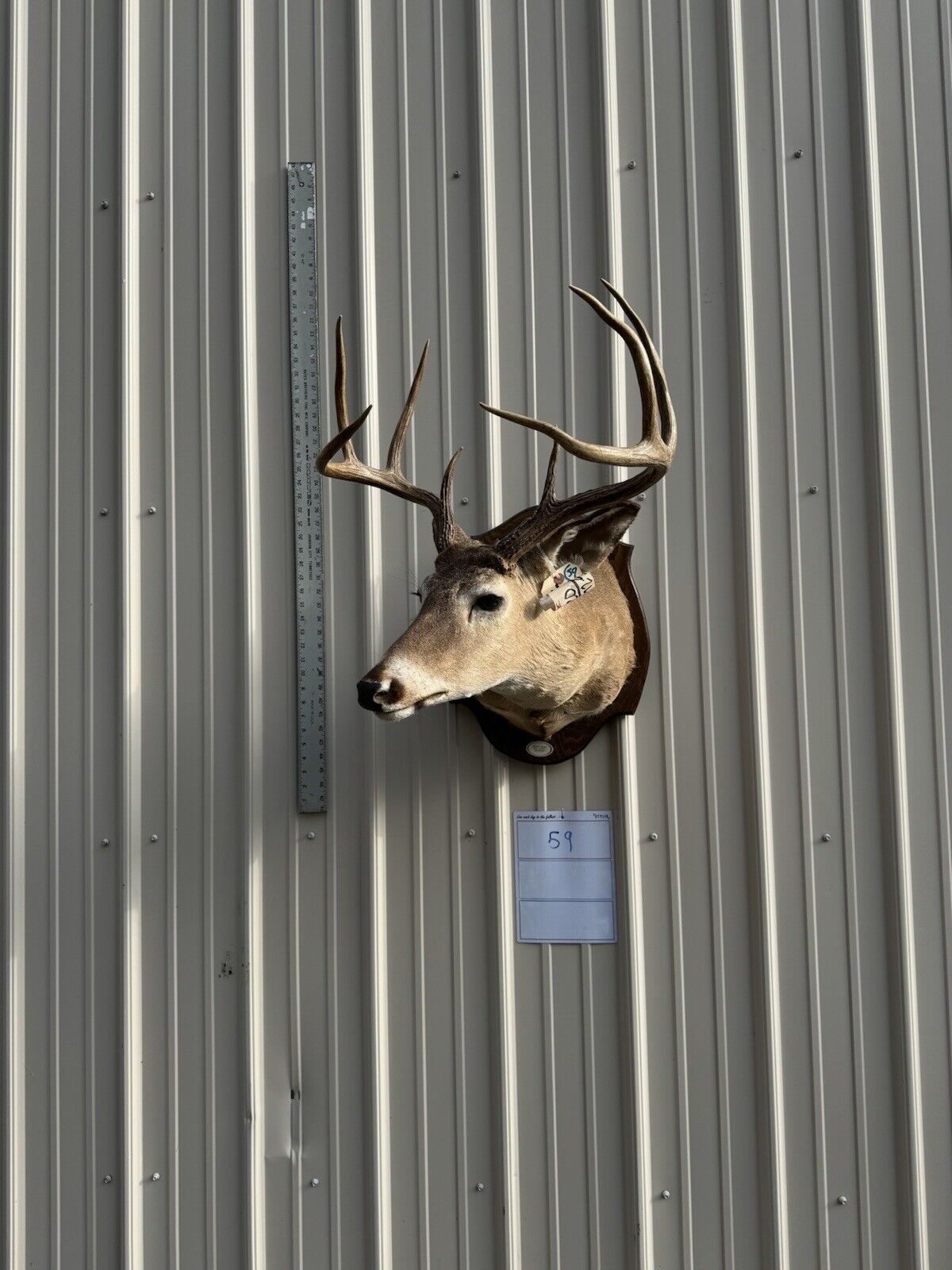 Whitetail Deer Real Antler Deer Taxidermy Mount