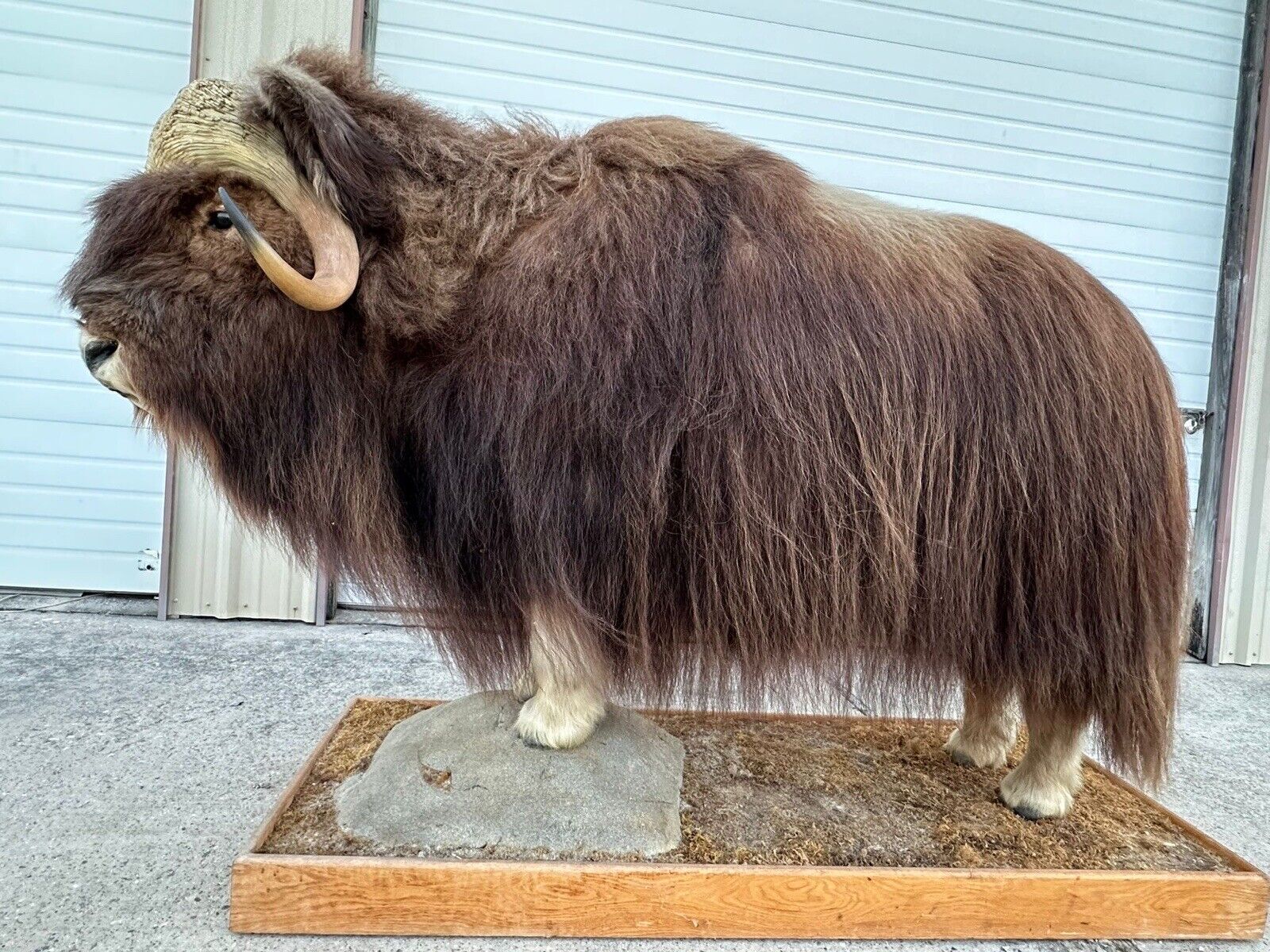 FH105-Phenomenal Massive Muskox Full Body Taxidermy Mount