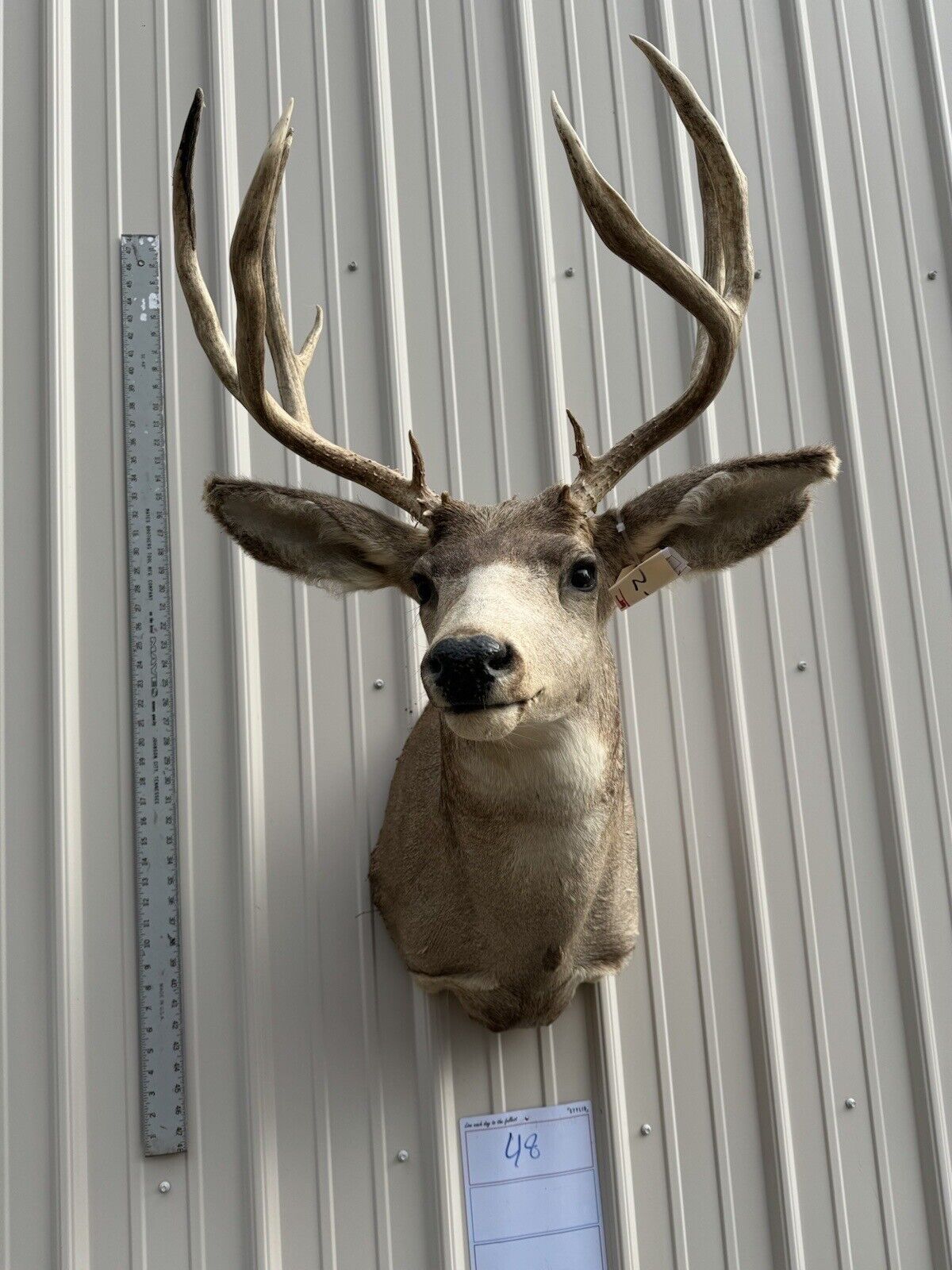 Whitetail Deer Real Antler Deer Taxidermy Mount