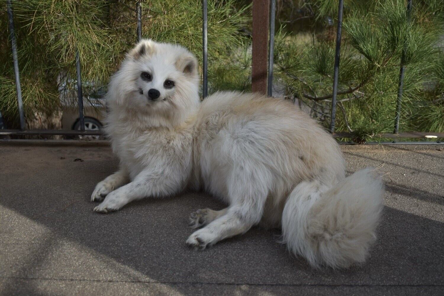 FH169-Museum Quality Raccoon Dog (japanese Raccoon) Taxidermy Mount Hunting Cabin