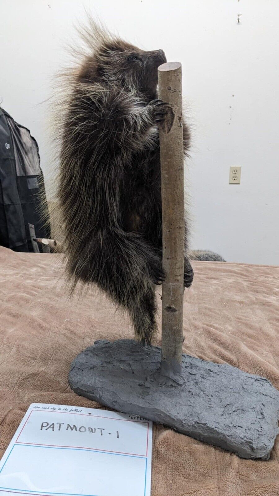 Beautiful Montana Prime Winter Baby Porcupine Taxidermy Mount - PATMONT1