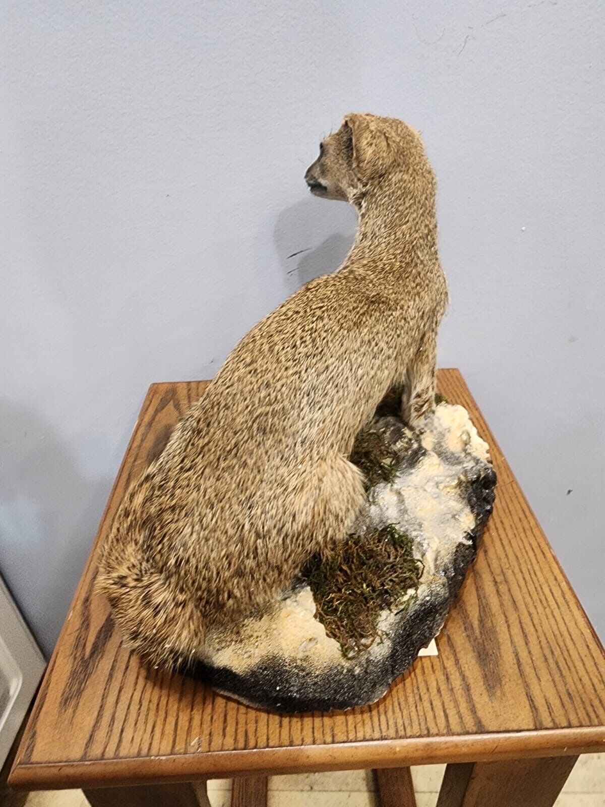 FH115-Rare Meerkat / Suricate Real Taxidermy Mount